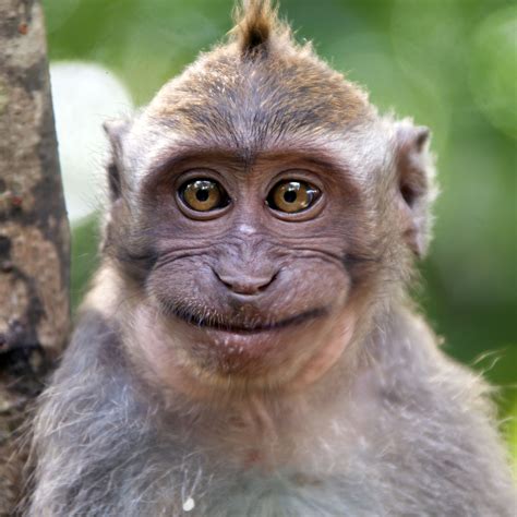 ugly monkey meme|ugly monkeys Memes & GIFs .